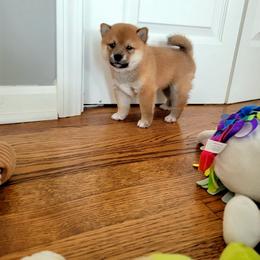 Shiba Inu Puppies from Veronika's Shiba Inus