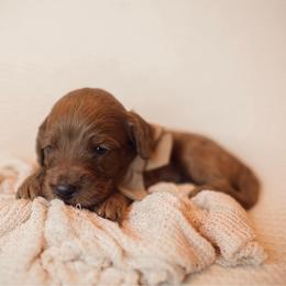 Clover - Red  female Goldendoodle puppy in Georgia from Mother of Golden Doodles