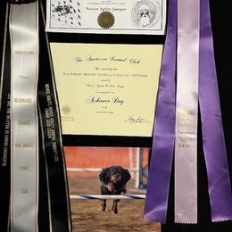 Cavalier King Charles Spaniel All Grown Up from Marcia Garstin's Cavalier King Charles Spaniels