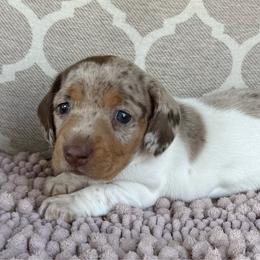Tottie's Girl 2 - Dapple female Dachshund puppy in Joshua Tree, California from Desert Dreams Ranch