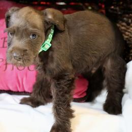 Mr. Green - Liver male Miniature Schnauzer puppy in Pensacola, Florida from Reservoir Dogs