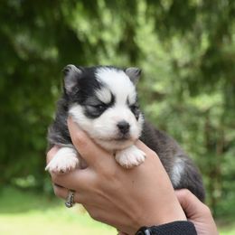 Lily - Black and white female Pomsky puppy in Coos Bay, Oregon from Precious Pomskies