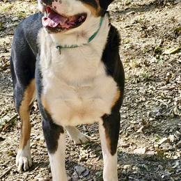 Greater Swiss Mountain Dog puppies from Dahlgren Swissys