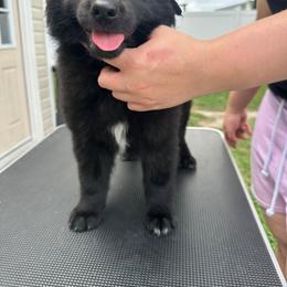 Purple - Black female Belgian Sheepdog puppy in Virginia Beach, Virginia from Sea Major Belgians