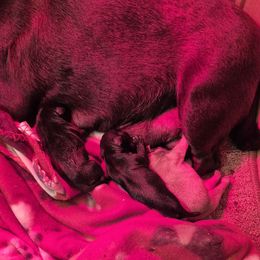 Girl 2 - Black female Pug puppy in Fitzwilliam, New Hampshire from Kayla's Pugs