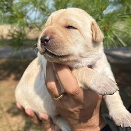 Labrador Retrievers from River Valley Retrievers
