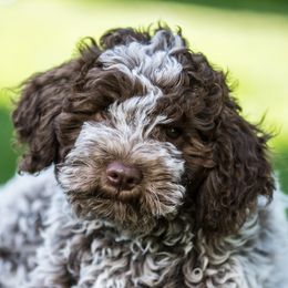 Bellisima - Brown roan Lagotto Romagnolo puppy in Silverton, Oregon from Briarwood Lagotto Romagnolos