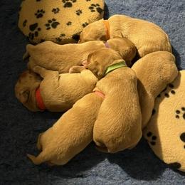 Labrador Retriever puppies from Belews Creek Gundogs