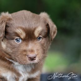 Rose - Australian Shepherd puppy in Coldwater, Michigan from Northern Star Australian Shepherds