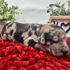 Double Doodle and Goldendoodle Puppies from Sturgeon River Doodles