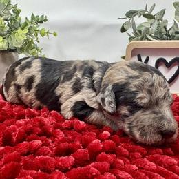 Double Doodle and Goldendoodle Puppies from Sturgeon River Doodles