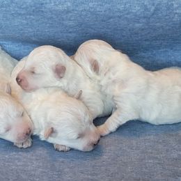 AKC Bichon Frise - Boy 1 - White male Bichon Frise puppy in Spokane Valley, Washington from Anna's Bichon Frise