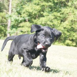 Labrador Retriever Puppies from Dry Pond Retrievers, LLC