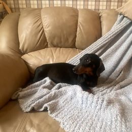 Daisy - Dachshund