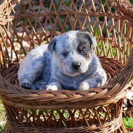 Cupid - Blue male Australian Cattle Dog puppy in Buffalo Valley, Tennessee from Buffalo Valley Breeders
