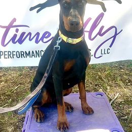 Doberman Pinschers from Krigar Dobermans