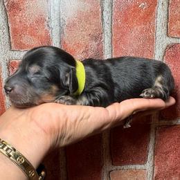 Black cream boy-green - Black and cream male Dachshund puppy in North Auburn, California from Northern Doxie