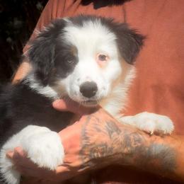 Marshmallow - Black tri-color female Australian Shepherd puppy in Belton, Texas from Brilliant Beautiful Australian Shepherds