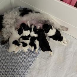 Havanese puppies from Arane Havanese