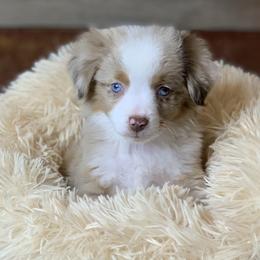 Toy Australian Shepherd Puppies from Roses Halfpint Ranch