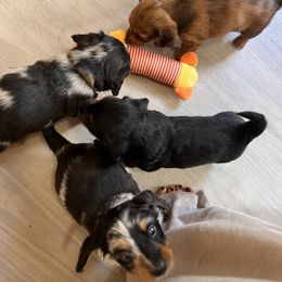 Dachshund Puppies from Royalty Grove Dachshunds