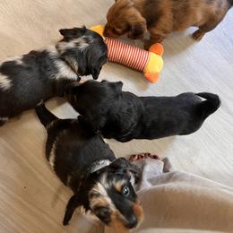 Dachshund Puppies from Royalty Grove Dachshunds