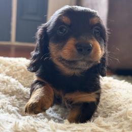 Pipsy - Black and tan female Dachshund puppy in Cleveland, Georgia from Memaw’s Minis Babies Doxies