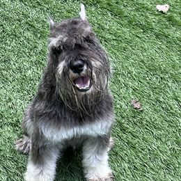 Abe - Miniature Schnauzer