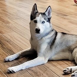 Athena - Siberian Husky