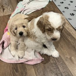 Goldendoodle Puppies from Ellie's Goldendoodles