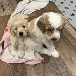 Goldendoodle Puppies from Ellie's Goldendoodles