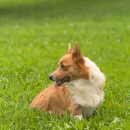 Purdy - Pembroke Welsh Corgi