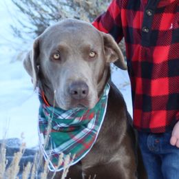 Tank  - Dilute Retriever