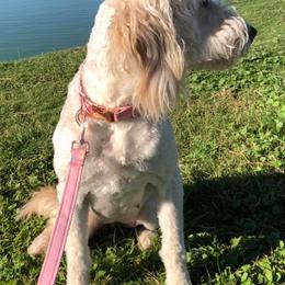 Goldendoodles from Firestorm Kennel