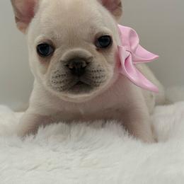 Camila - Cream female French Bulldog puppy in Largo, Florida from Big Daddy Frenchies