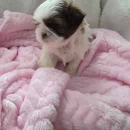 Rachel - Red and white female Shih Tzu puppy in Buffalo, New York from Shih Tzu's by Jen