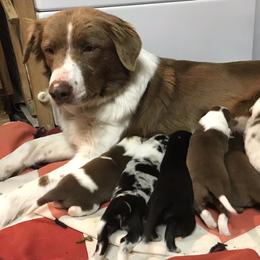 Border Collie Puppies from By Design Farm