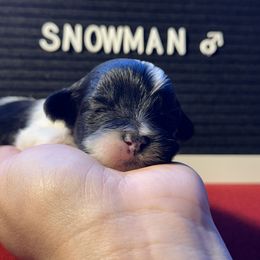 Snowman - Black male Lhasa Apso puppy in Middleburgh, New York from Top Knotch