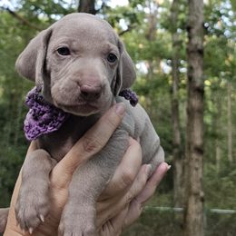 Purple Collar Girl - Weimaraner puppy from Upstate Weims