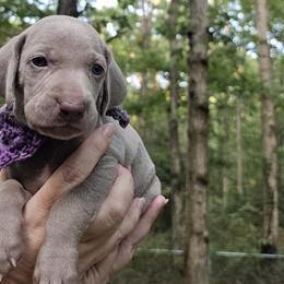 Purple Collar Girl - Weimaraner puppy from Upstate Weims