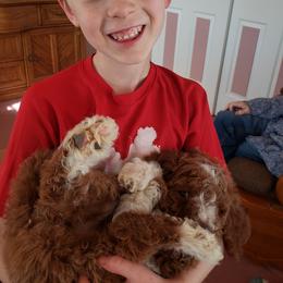 Aussiedoodle, Bernedoodle, and Poodle Puppies from Color Country Doodles