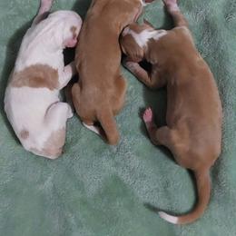 Boy 1 - Red and white male Ibizan Hound puppy in Oklahoma from Nevaeh Ibizan Hounds