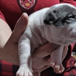Hades Shadows - White American Bully puppy in Phoenix, Arizona from Superstes Guard