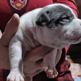 Hades Shadows - White American Bully puppy in Phoenix, Arizona from Superstes Guard