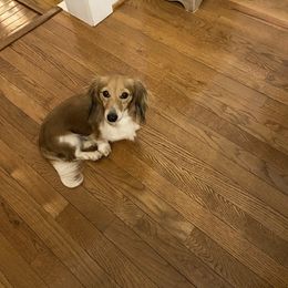 Cashmere - Dachshund