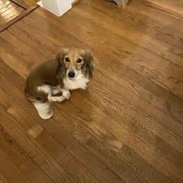Cashmere - Dachshund