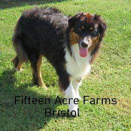 Bristol - Australian Shepherd