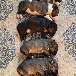 Bull Terrier Puppies from Mark My Words Bull Terriers