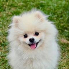Miklo - Pomeranian