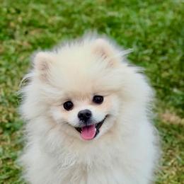 Miklo - Pomeranian